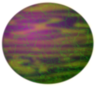 Planet 3