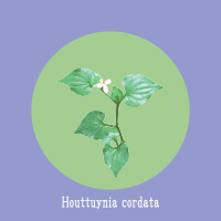 Houttuynia cordata