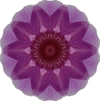 Orchid kaleidoscope 1