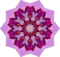 Orchid kaleidoscope 4