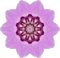 Orchid kaleidoscope 3