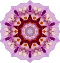 Orchid kaleidoscope 6
