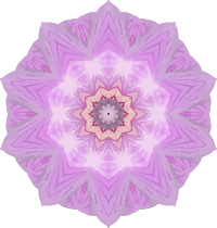 Orchid kaleidoscope 8