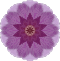 Orchid kaleidoscope 12