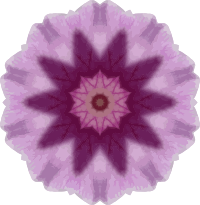 Orchid kaleidoscope 14