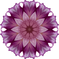 Orchid kaleidoscope 17