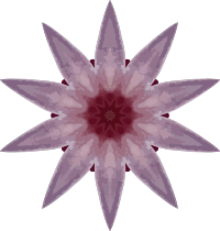 Orchid kaleidoscope 19