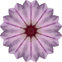 Orchid kaleidoscope 20