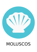 Alérgeno Moluscos/Mollusks