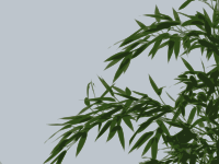 bamboo 02