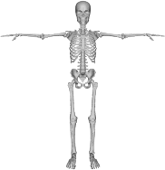 Skeleton With Arms Out