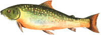 American brook trout