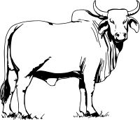 Brahman