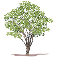 Jabuticabeira