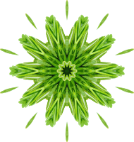 Rosemary kaleidoscope 11