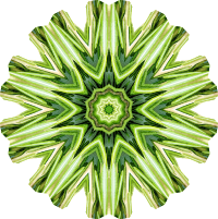 Rosemary kaleidoscope 19
