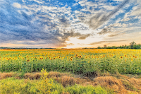 Sunflower Field Hungary