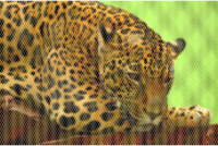 Hexagonal Jaguar Mosaic