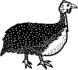 Perlhuhn