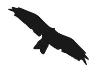 kite(bird) silhouette