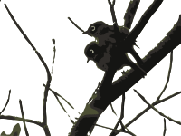 white-eye 02