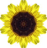 Sunflower kaleidoscope 5