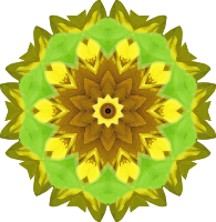 Sunflower kaleidoscope 6