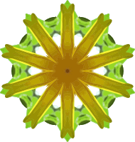 Sunflower kaleidoscope 10