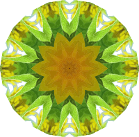 Sunflower kaleidoscope 11