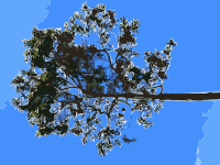Hong Kong Repulse Bay Beach Tree