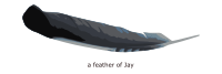 feather of Jay