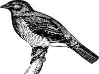 Bulbul