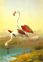 Flamingos