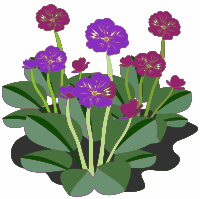 purple flowers