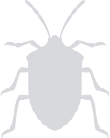 Stink Bug