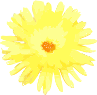 Ireland Yellow marigold