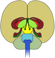 brain-front view