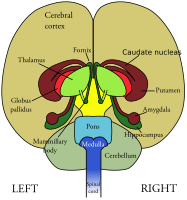 brain-front view