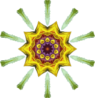 Sunflower kaleidoscope 19