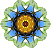 Sunflower kaleidoscope 22
