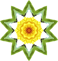 Sunflower kaleidoscope 26