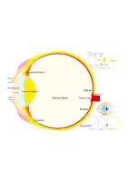 Eye Parts