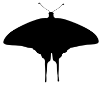 Butterfly Silhouette 8
