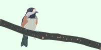 Varied tit 01
