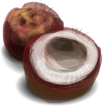 coconut