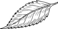 Leaf 8