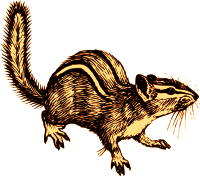 Chipmunk
