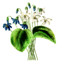 Violets