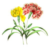 Carnations