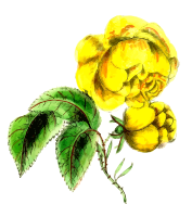 Safrano rose
